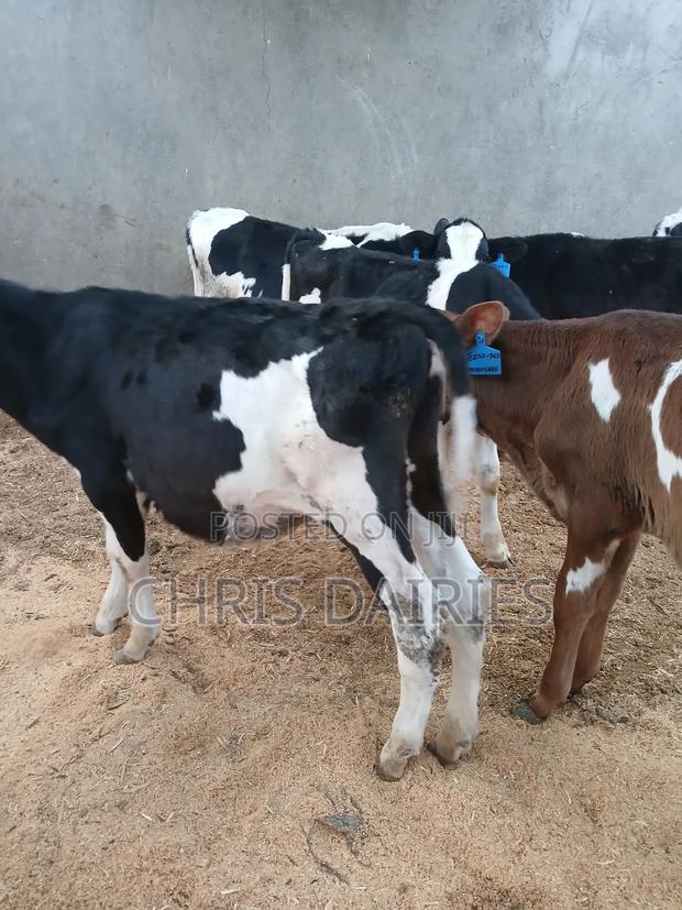 Super Heifers. - thumbnail 3