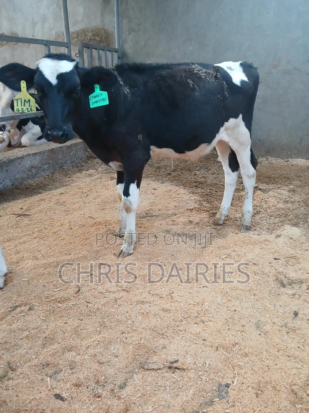 Super Heifers. - thumbnail 4