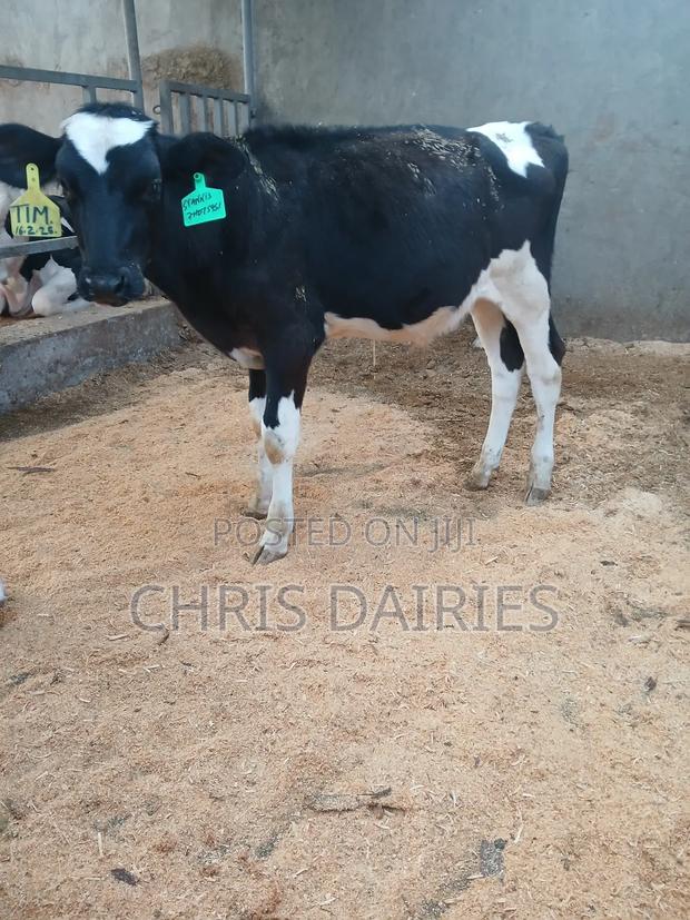 Super Heifers. - thumbnail 5