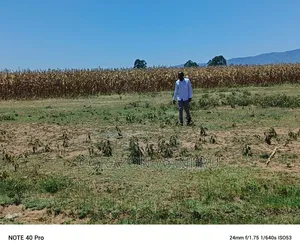 50*100plots in Mutaita Stima Line