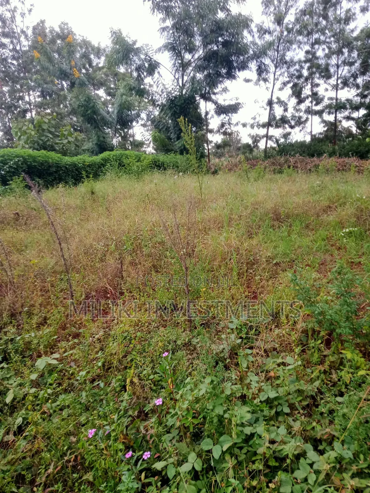 An Acre of Land Is on Sale at Kenol-Karūgia Mariani