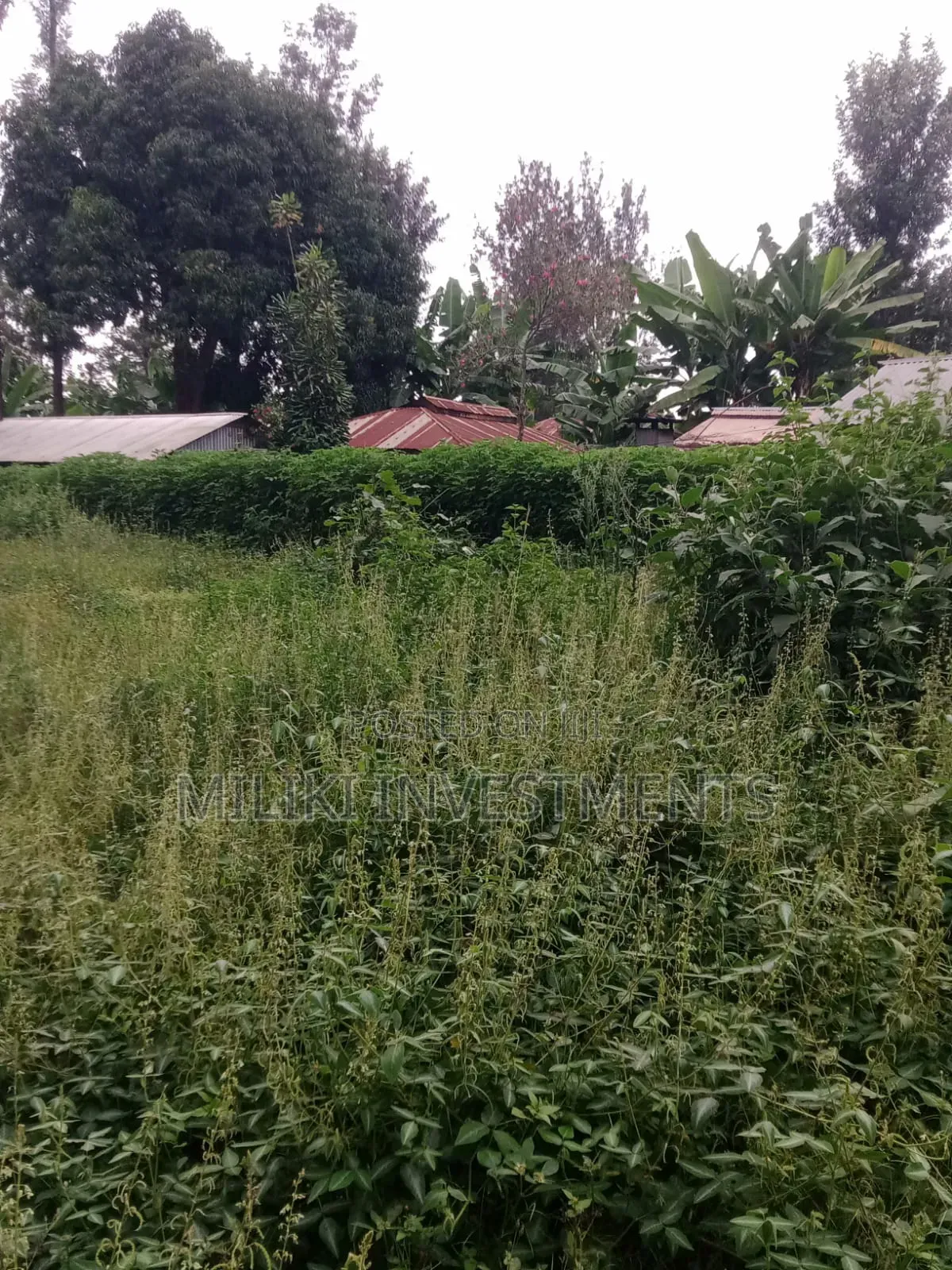 An Acre of Land Is on Sale at Kenol-Karūgia Mariani