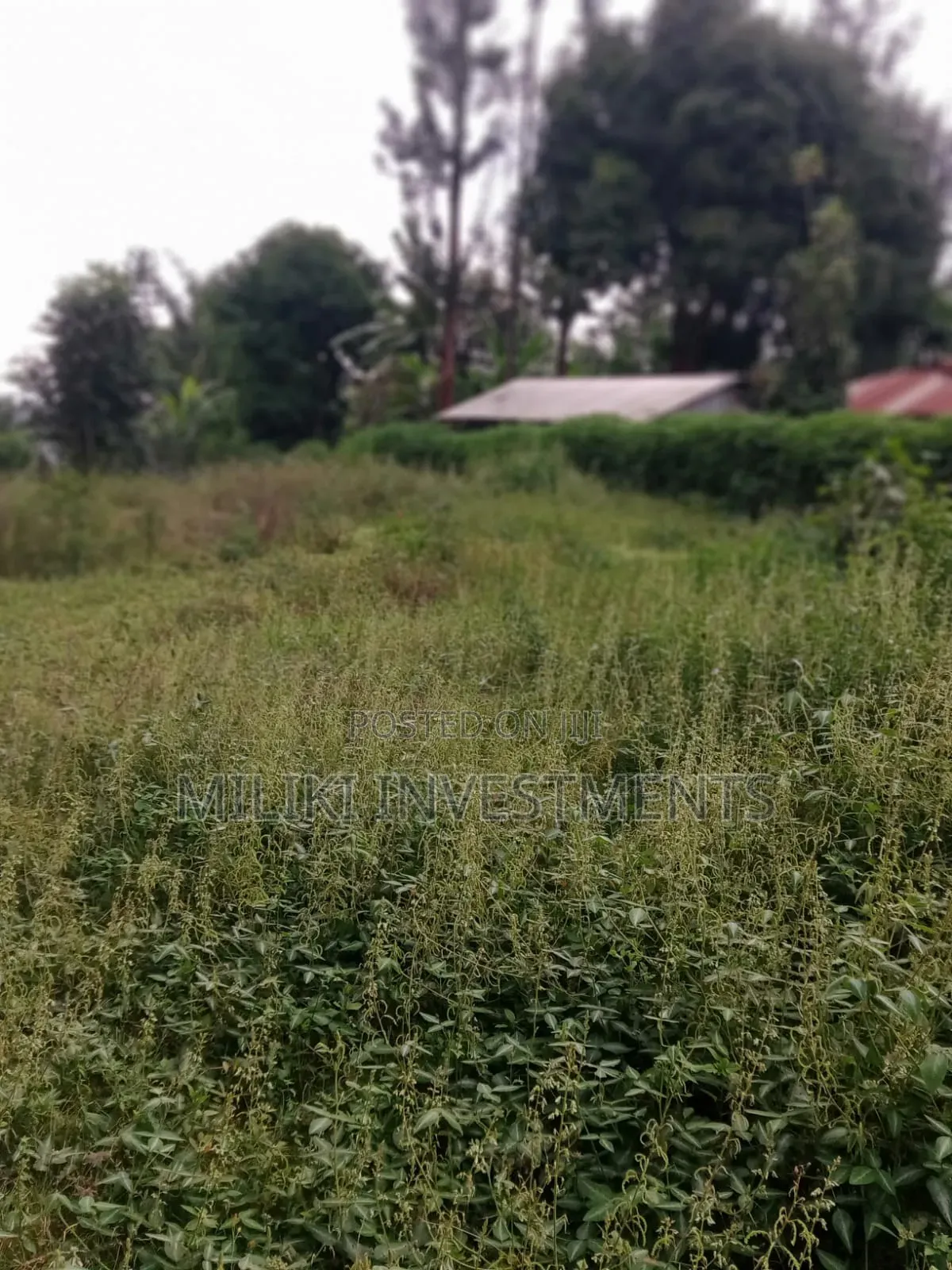 An Acre of Land Is on Sale at Kenol-Karūgia Mariani