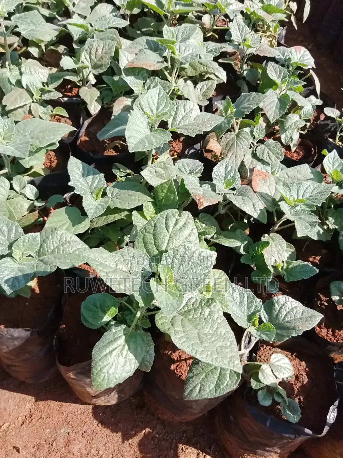 Gooseberry Seedlings Hybrid