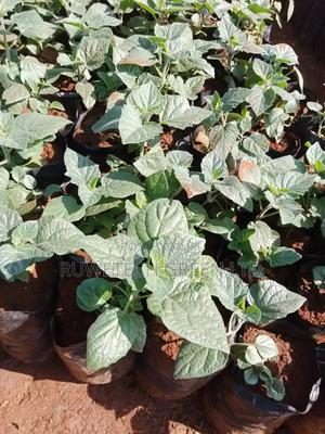 Gooseberry Seedlings Hybrid - main view