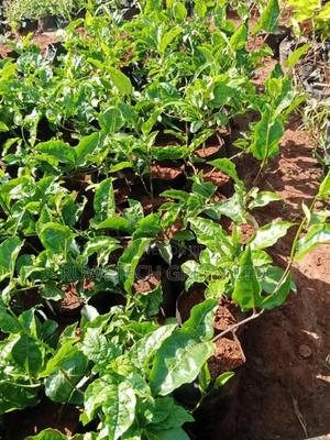 Sweet Yellow Passion - main view