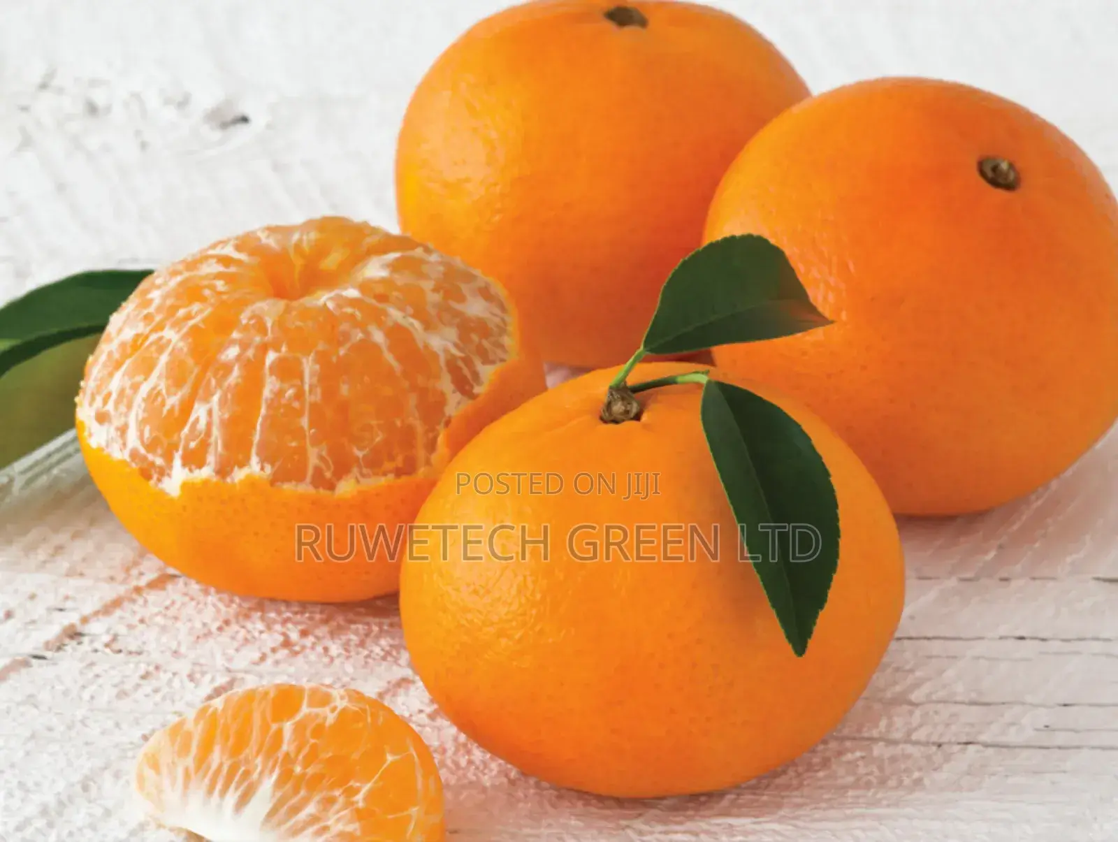 Sweet Tangerine Seedlings
