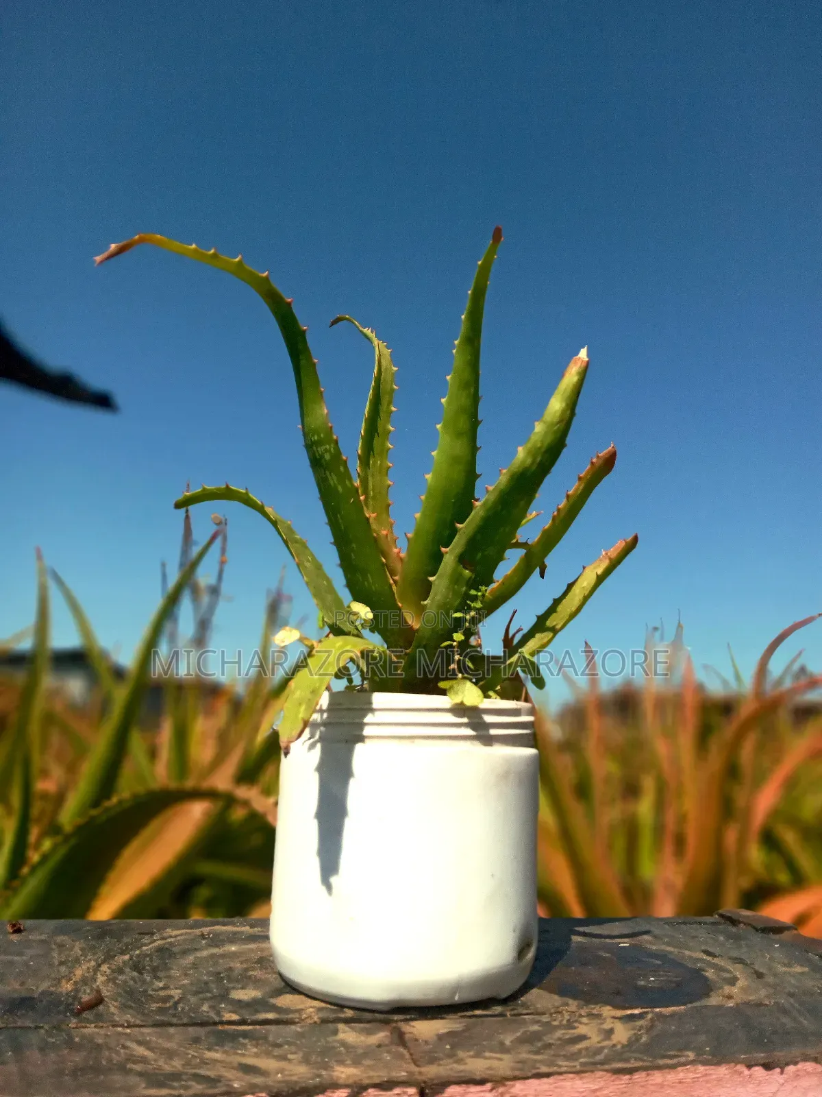 Aloe Vera for Skin Care