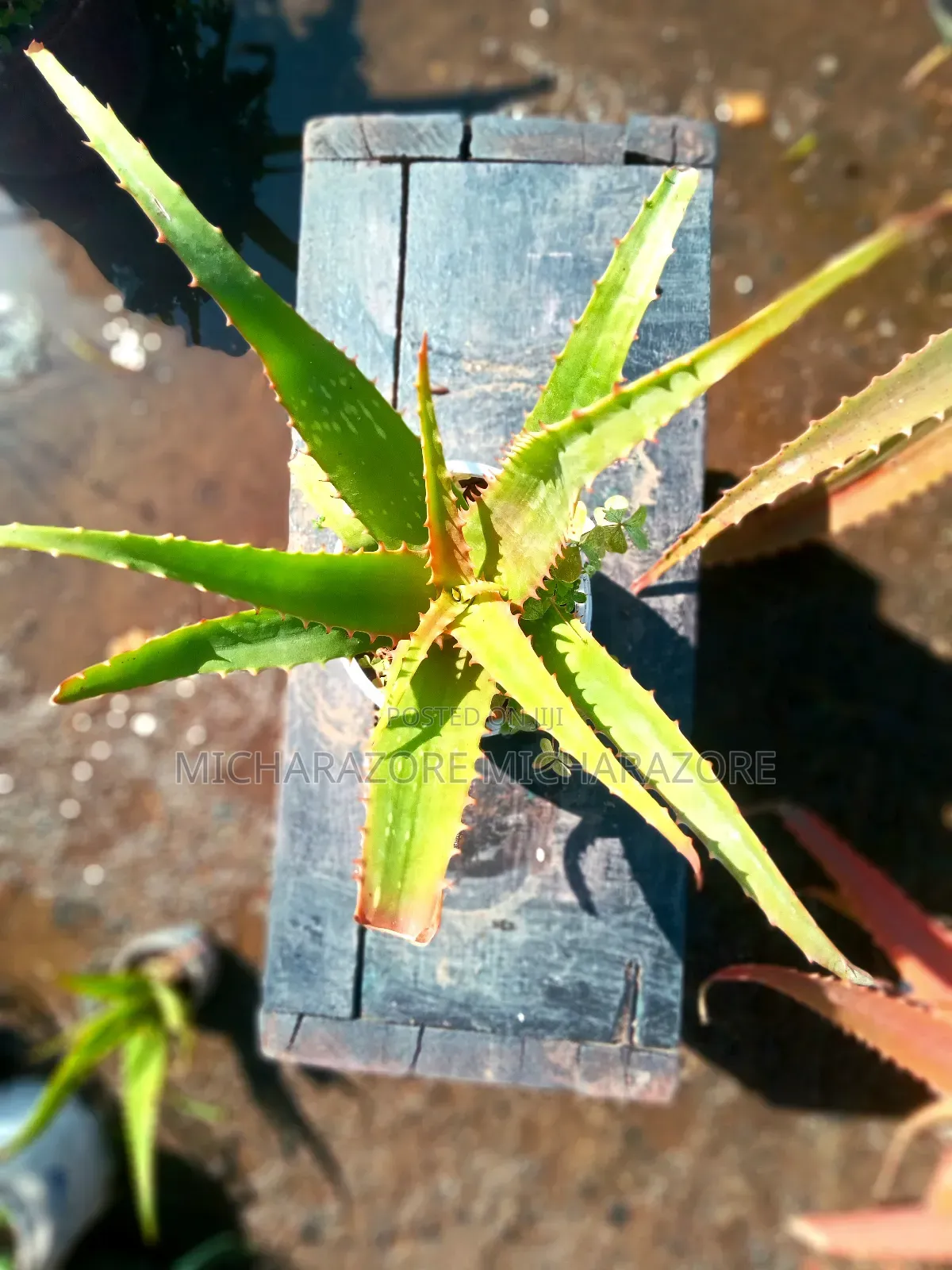Aloe Vera for Skin Care