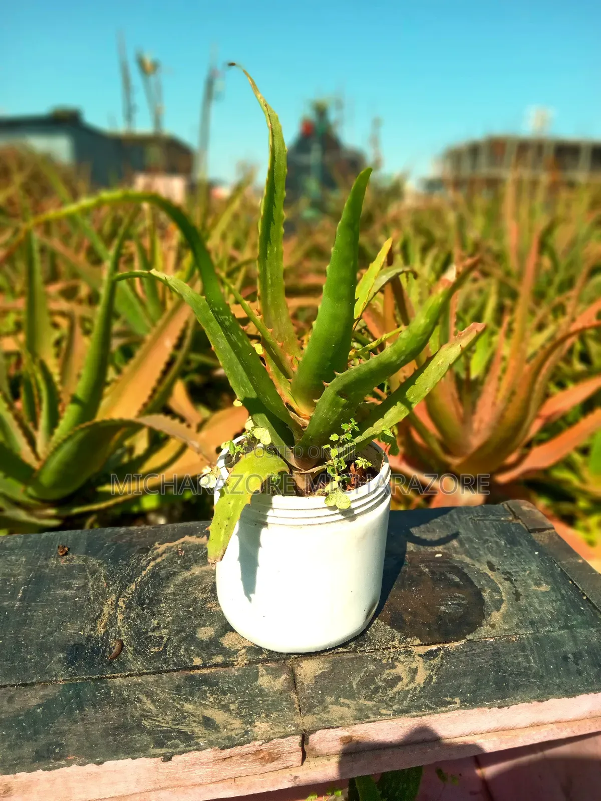Aloe Vera for Skin Care