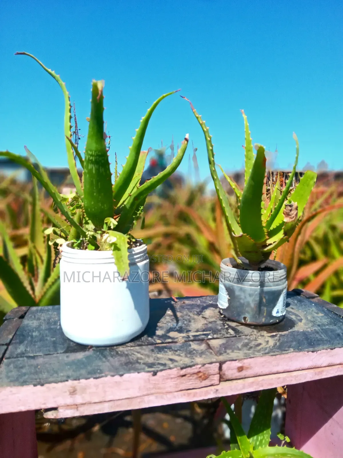 Aloe Vera for Skin Care
