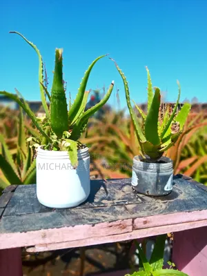 Aloe Vera for Skin Care