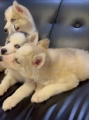 1-3 months Male Purebred Siberian Husky