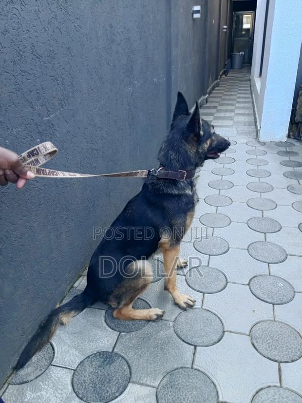 1+ year Female Purebred German Shepherd - main view