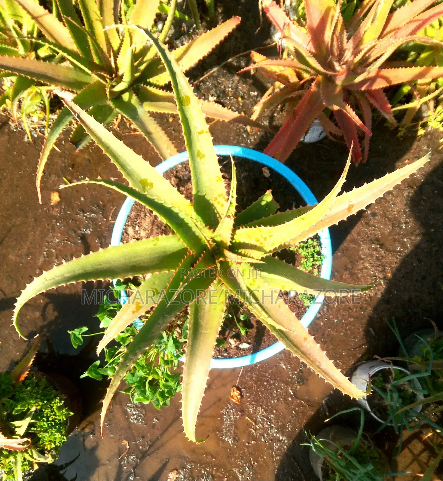 Aloe Vera in a Basin
