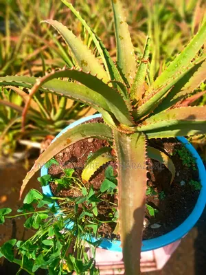 Aloe Vera in a Basin
