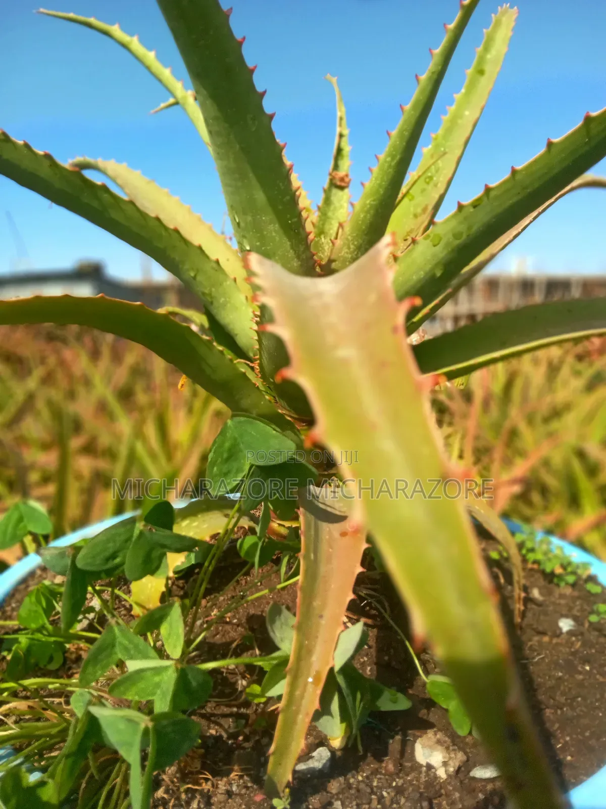 Aloe Vera in a Basin