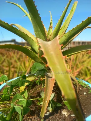 Aloe Vera in a Basin