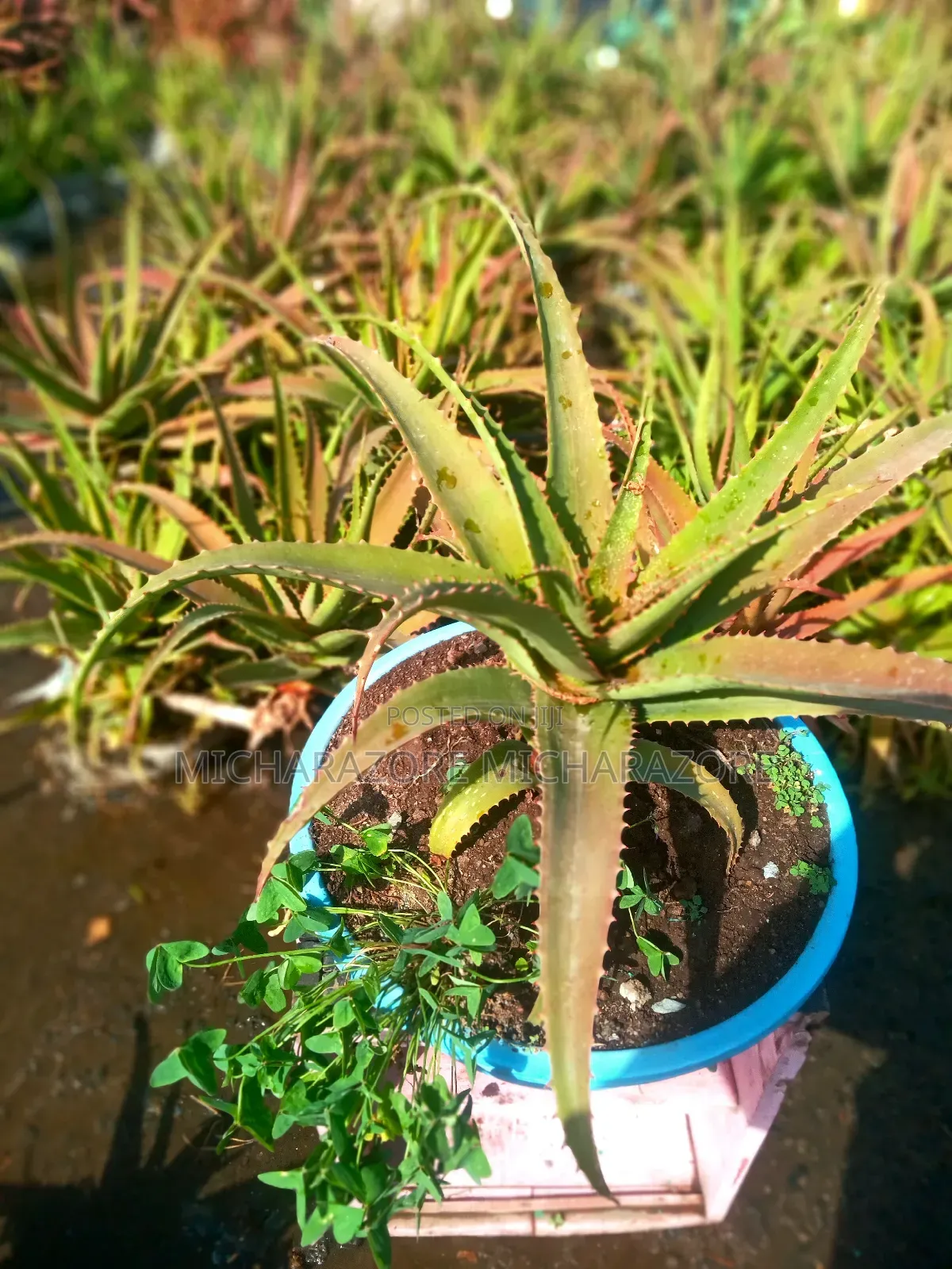 Aloe Vera in a Basin