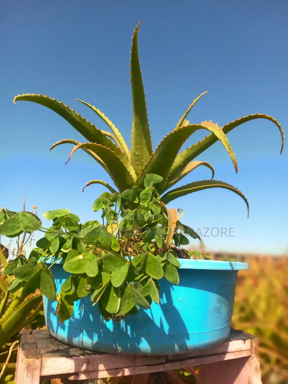 Aloe Vera in a Basin