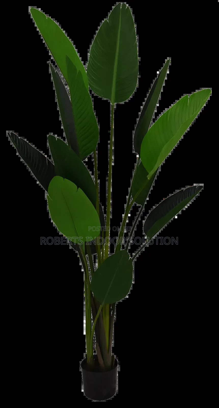 Banana Tree No More Weeding No More Watering