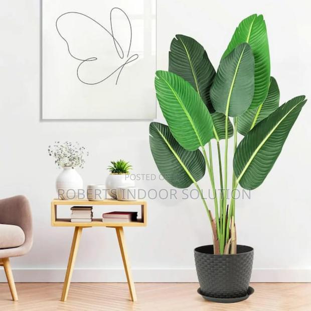 Banana Tree Instant Jungle Zero Maintenance - main view