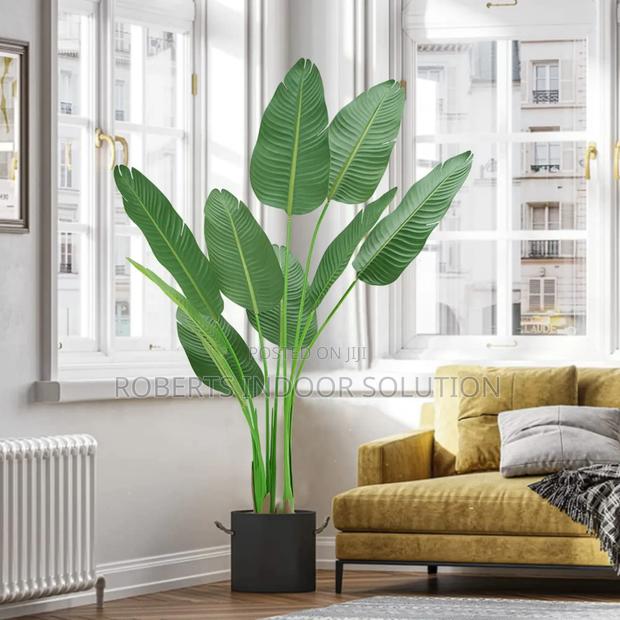 Banana Tree Instant Jungle Zero Maintenance - thumbnail 2