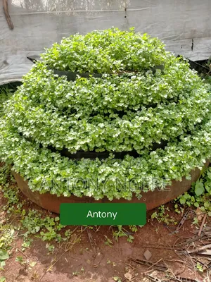 Vertical Garden