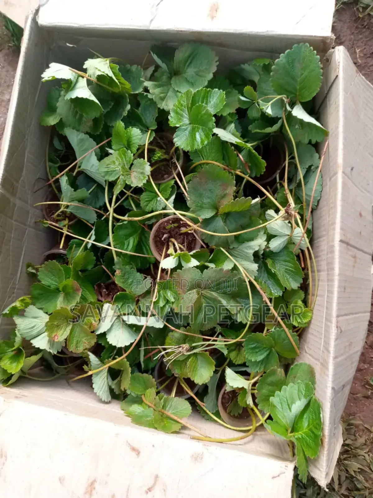 Potted Strawberries Runners for Planting