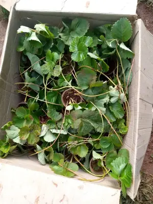 Potted Strawberries Runners for Planting