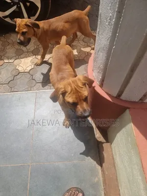 3-6 months Male Purebred Boerboel