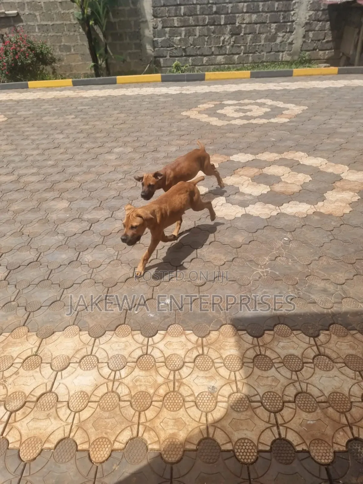3-6 months Female Purebred Boerboel
