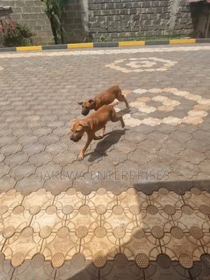 3-6 months Female Purebred Boerboel