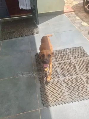 3-6 months Female Purebred Boerboel