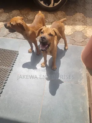 1-3 months Male Purebred Boerboel