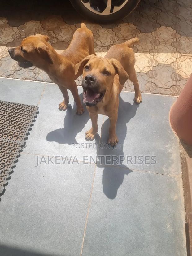 1-3 months Male Purebred Boerboel - main view