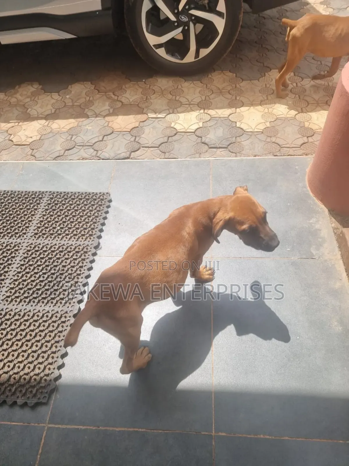 3-6 months Female Purebred Boerboel