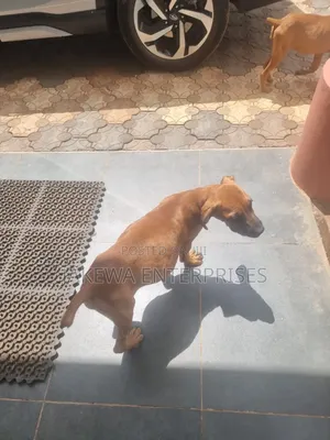 3-6 months Female Purebred Boerboel
