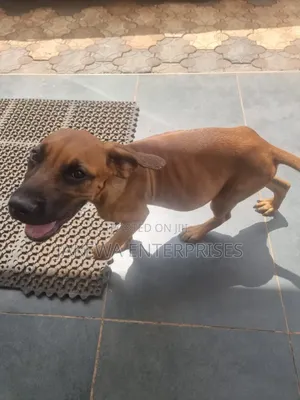 3-6 months Female Purebred Boerboel