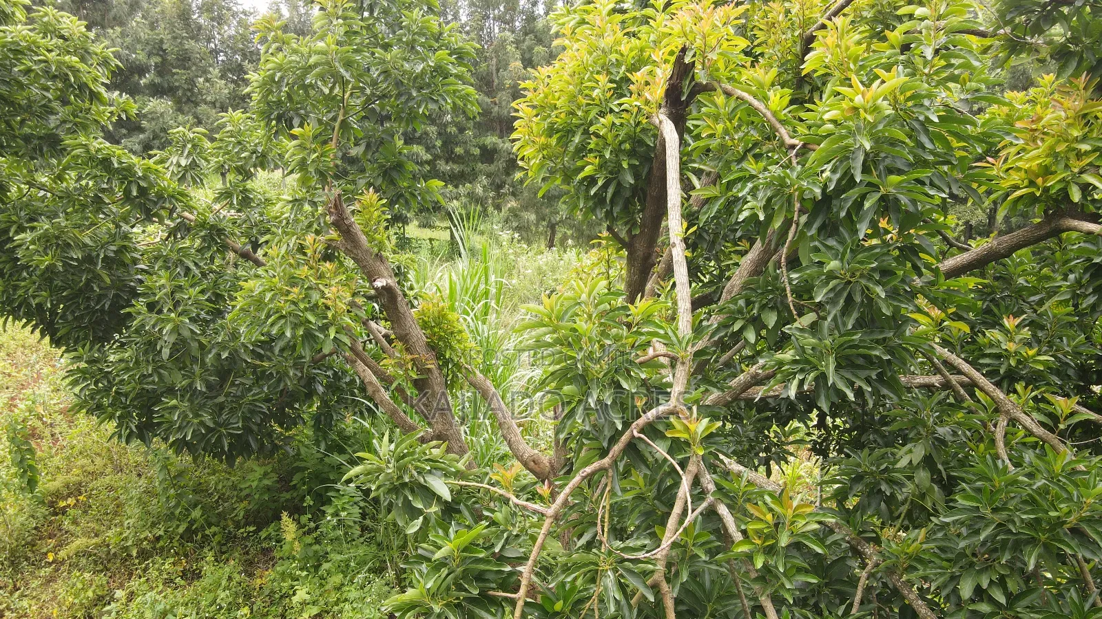 Prime 1/2 Acre Kahara,Ngong at 15m