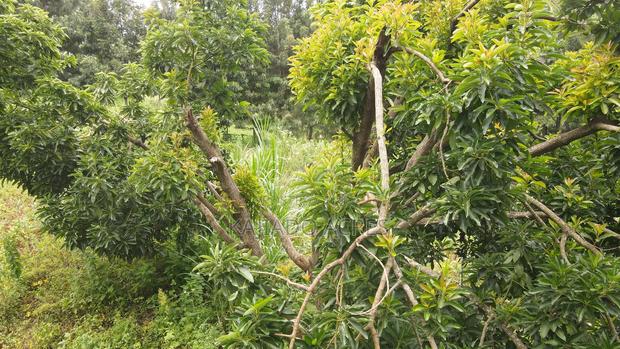 Prime 1/2 Acre Kahara,Ngong at 15m - thumbnail 8