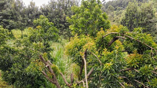 Prime 1/2 Acre Kahara,Ngong at 15m - thumbnail 9