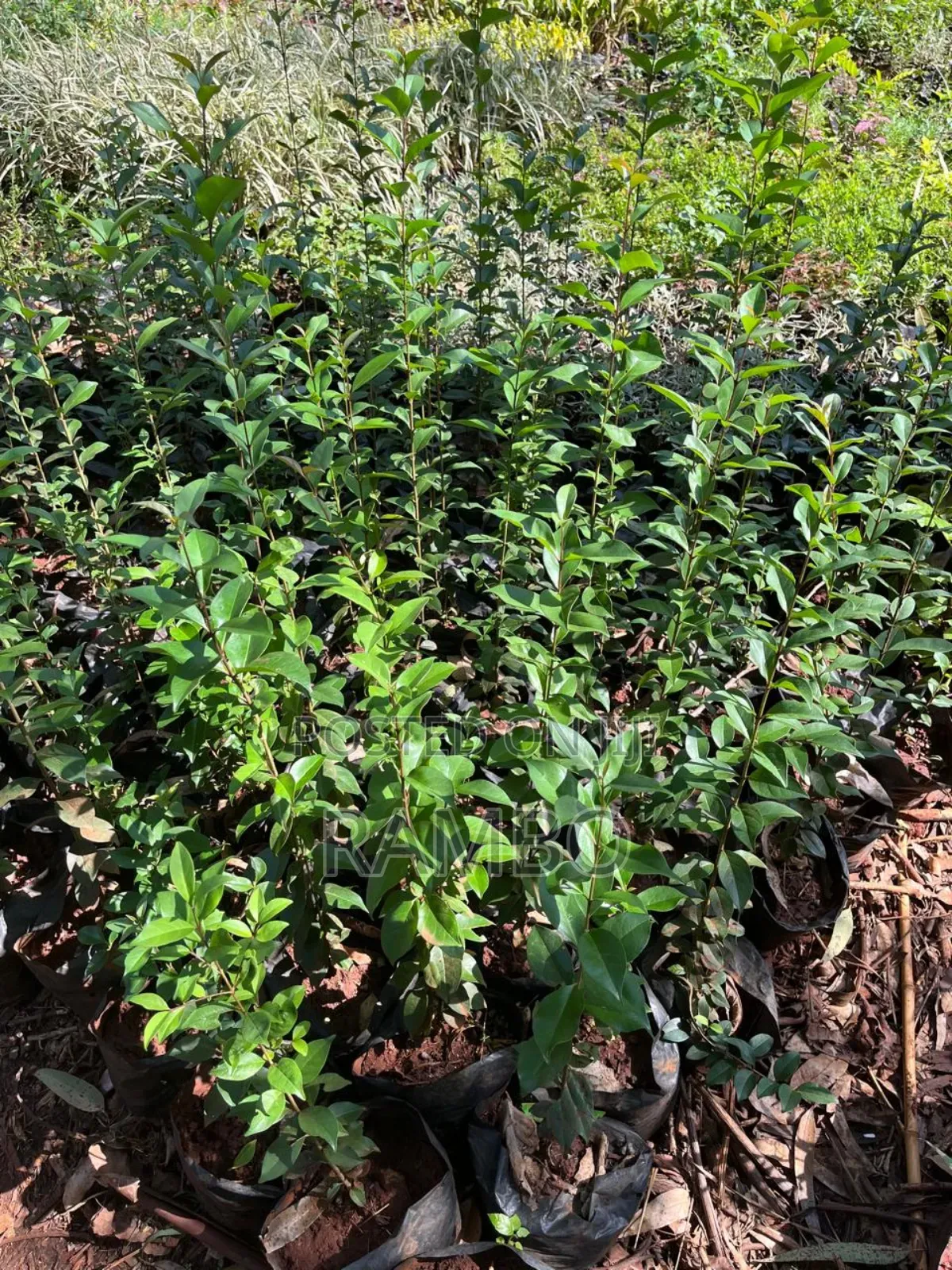 Kei Apple Seeds For Fence / Kayaba Seedlings And Seeds Available
