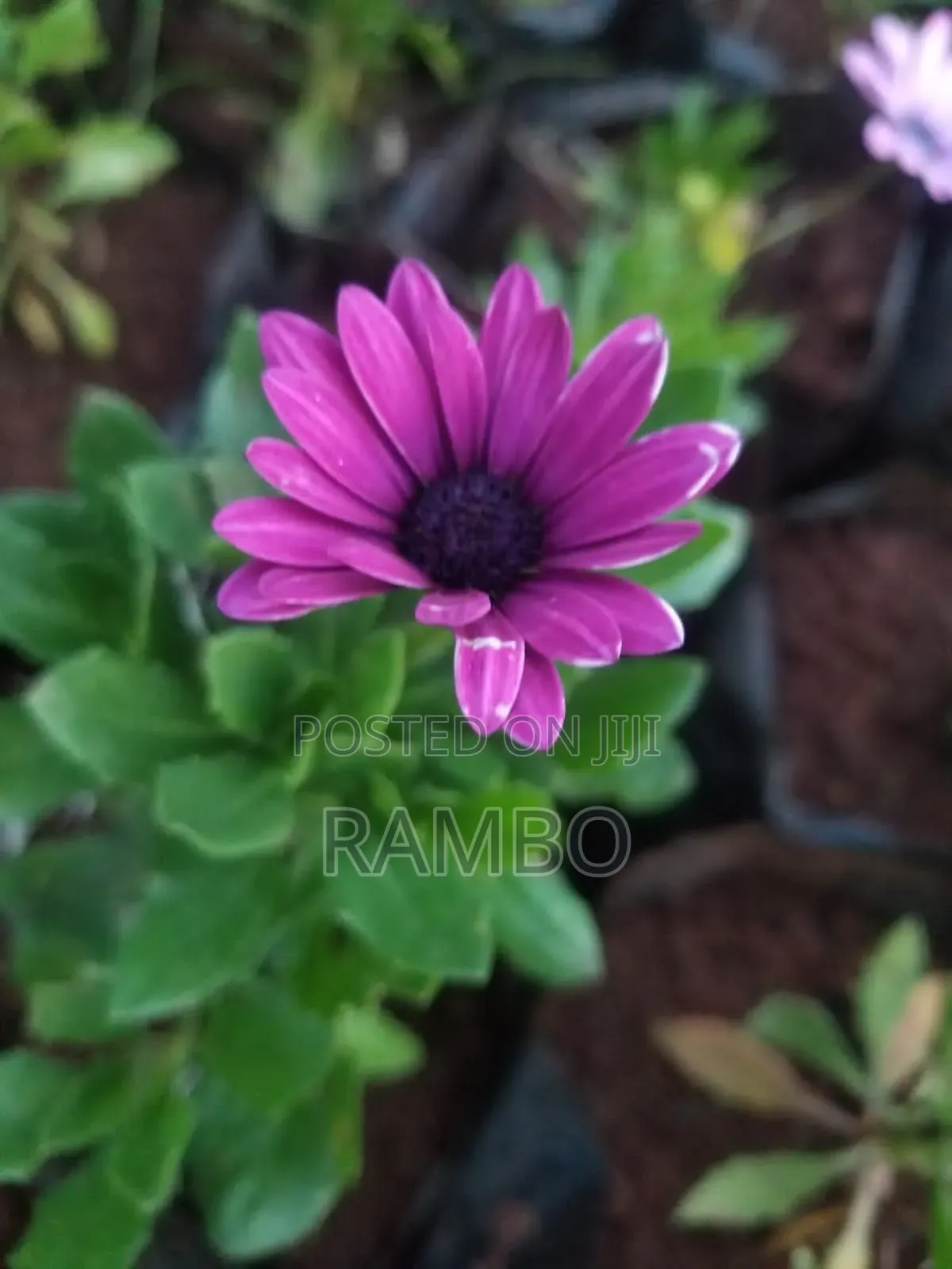 Kei Apple Seeds For Fence / Kayaba Seedlings And Seeds Available