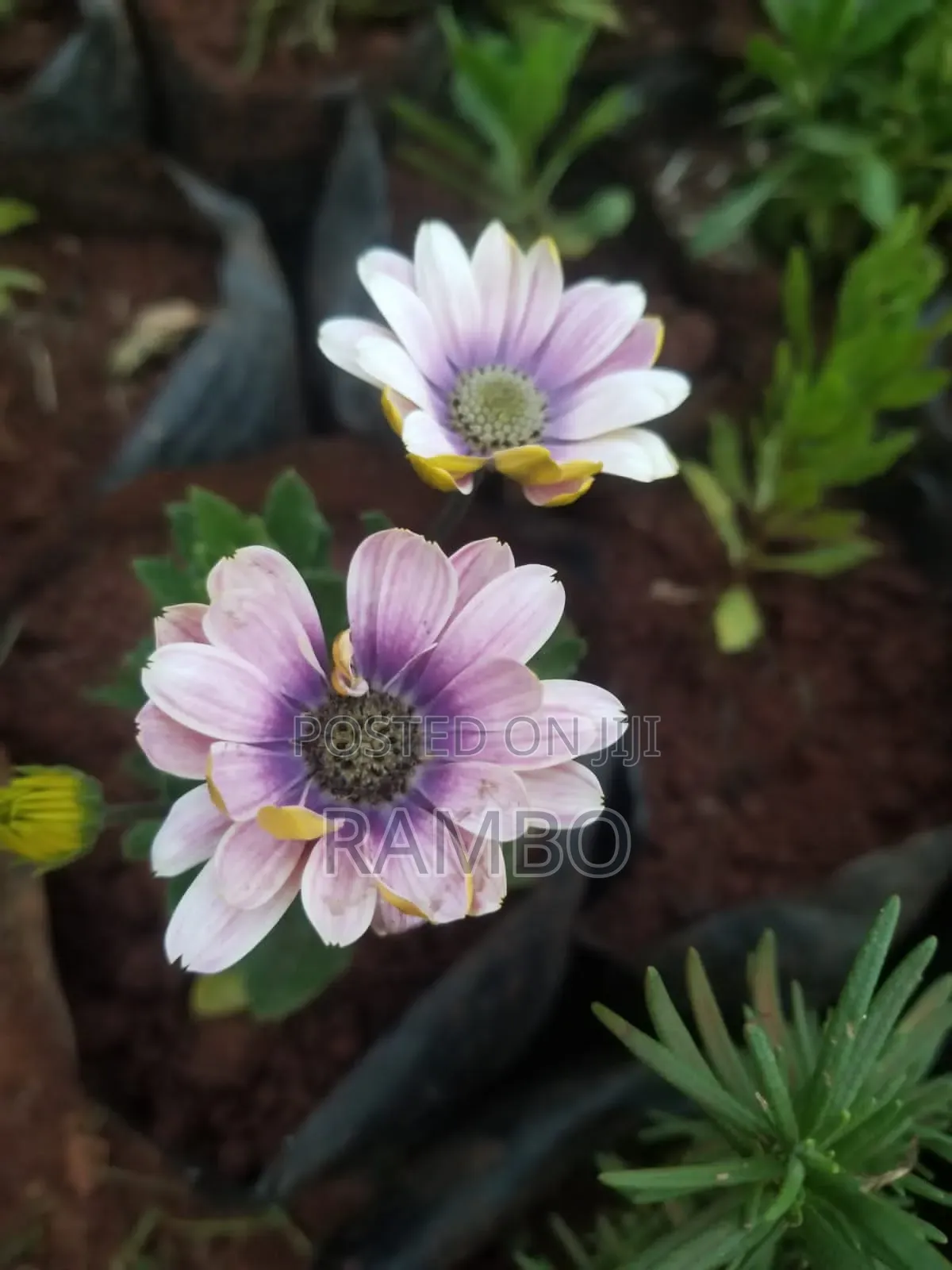 Kei Apple Seeds For Fence / Kayaba Seedlings And Seeds Available