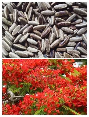 Kei Apple Seeds For Fence / Kayaba Seedlings And Seeds Available