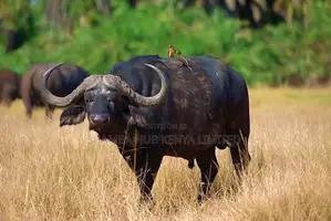 Masai Mara / Maasai Mara Land on Sale