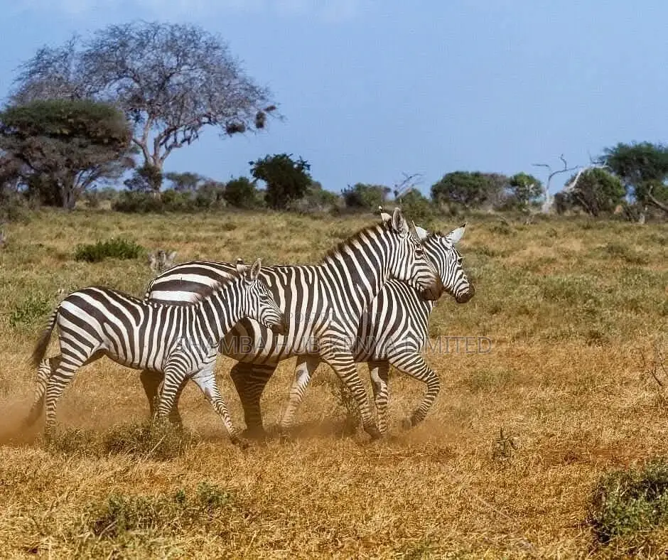 Masai Mara / Maasai Mara Land on Sale