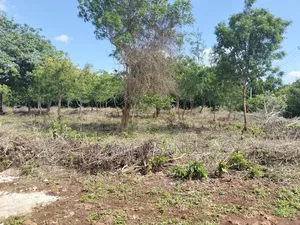 Half Acre Prime Land on Sale in Diani!!