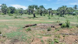 1.5 Acre Galu Land on Sale!!